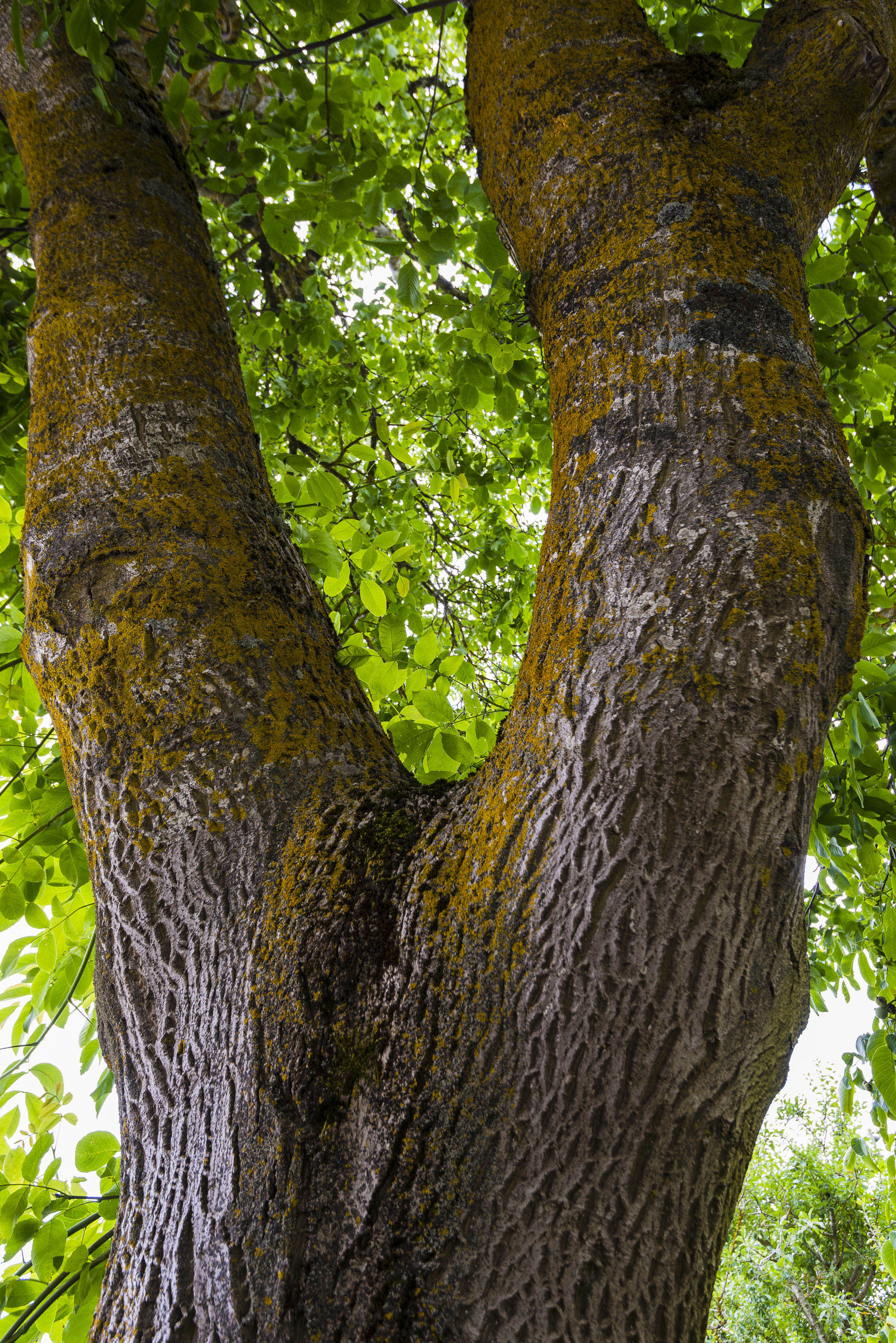 Jardín de la Nogala